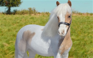 Ride And Drive Mini Gelding Little Unicorn Other breeds for Albany, KY